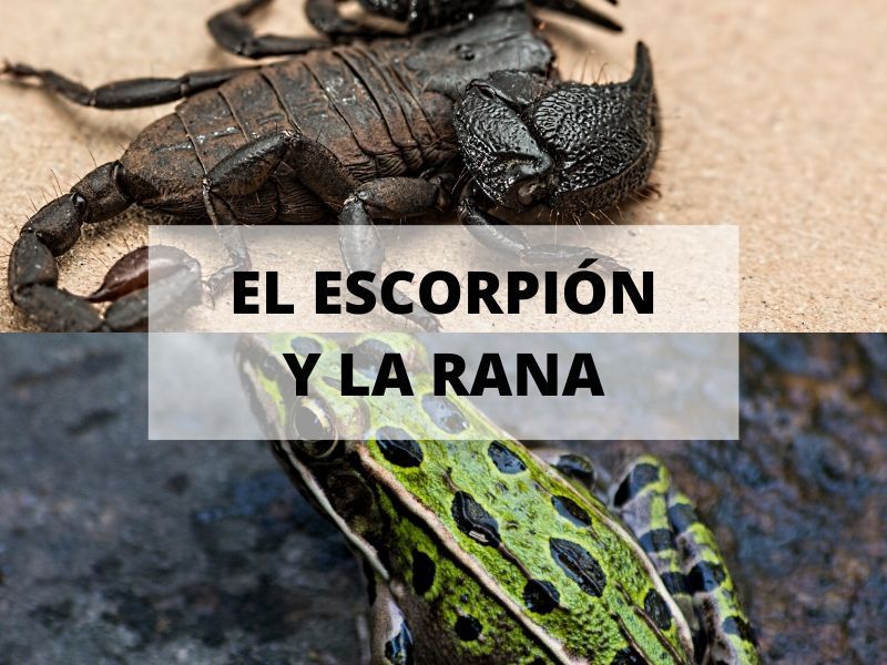 El cuento del escorpión y la rana, conoce tu verdadera naturaleza