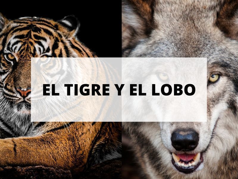 cuento-tigre-lobo