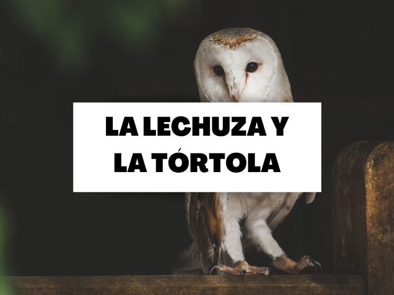 cuento-lechuza-tortola